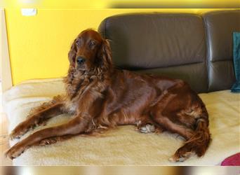 Golden Retriever + Irish Setter, Welpen