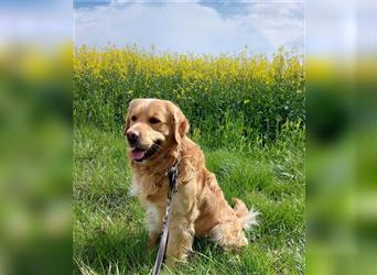 Golden Retriever + Irish Setter, Welpen