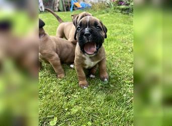 Wunderschöne Mixwelpen - Boxer -Boxer/Cane Corso