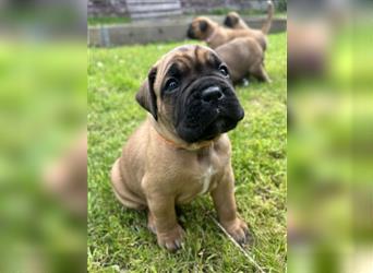 Wunderschöne Mixwelpen - Boxer -Boxer/Cane Corso