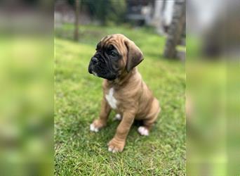 Wunderschöne Mixwelpen - Boxer -Boxer/Cane Corso