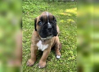 Wunderschöne Mixwelpen - Boxer -Boxer/Cane Corso