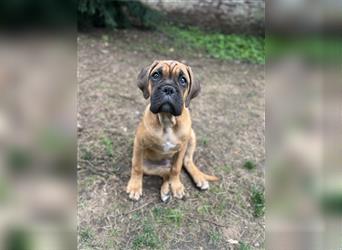 Wunderschöne Mixwelpen - Boxer -Boxer/Cane Corso