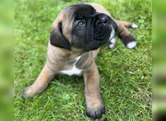 Wunderschöne Mixwelpen - Boxer -Boxer/Cane Corso