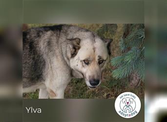 Ylva: eine ruhige Seele (Kroatien)