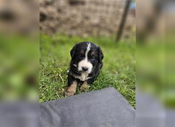 Berner Sennenhund x Bernhardiner Mix Welpen