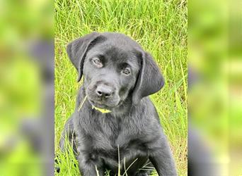 Labrador Welpen