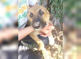 Schäferhund-Mix PETRA sucht ihr Zuhause