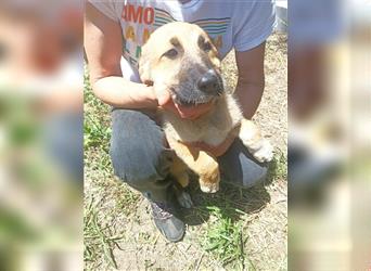 Schäferhund-Mix PETRA sucht ihr Zuhause