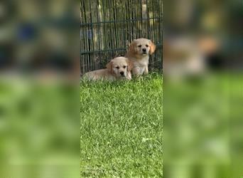 Golden Retriever Welpen mit Stammbaum