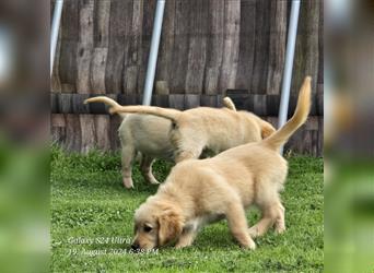 Golden Retriever Welpen mit Stammbaum