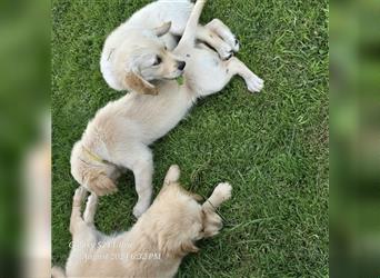 Golden Retriever Welpen mit Stammbaum