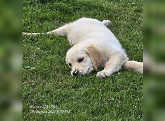 Golden Retriever Welpen mit Stammbaum