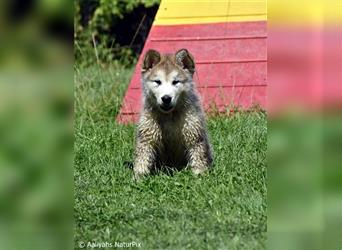 Zuchtstätte Silberglanz- C-Wurf / Alaskan Malamute Welpen - 3 Weibchen/2 Rüden