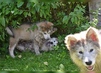 Zuchtstätte Silberglanz- C-Wurf / Alaskan Malamute Welpen - 3 Weibchen/2 Rüden