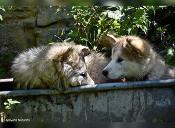 Zuchtstätte Silberglanz- C-Wurf / Alaskan Malamute Welpen - 3 Weibchen/2 Rüden