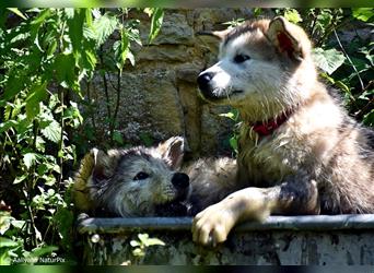 Zuchtstätte Silberglanz- C-Wurf / Alaskan Malamute Welpen - 3 Weibchen/2 Rüden