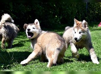 Zuchtstätte Silberglanz- C-Wurf / Alaskan Malamute Welpen - 3 Weibchen/2 Rüden