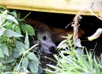 Zuchtstätte Silberglanz- C-Wurf / Alaskan Malamute Welpen - 3 Weibchen/2 Rüden