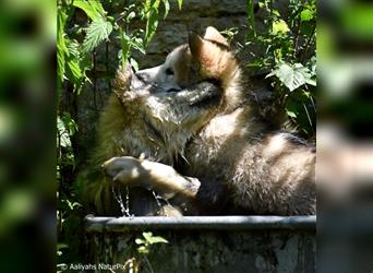 Zuchtstätte Silberglanz- C-Wurf / Alaskan Malamute Welpen - 3 Weibchen/2 Rüden