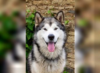 Zuchtstätte Silberglanz- C-Wurf / Alaskan Malamute Welpen - 3 Weibchen/2 Rüden