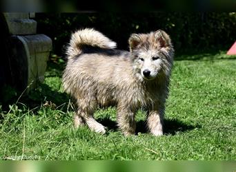 Zuchtstätte Silberglanz- C-Wurf / Alaskan Malamute Welpen - 3 Weibchen/2 Rüden