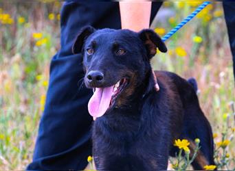 Cooper, Mix Terrier / Dackel / Pinscher , lieb und verträglich