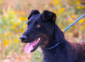 Cooper, Mix Terrier / Dackel / Pinscher , lieb und verträglich