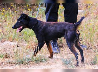 Cooper, Mix Terrier / Dackel / Pinscher , lieb und verträglich