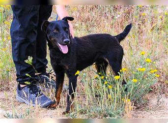 Cooper, Mix Terrier / Dackel / Pinscher , lieb und verträglich