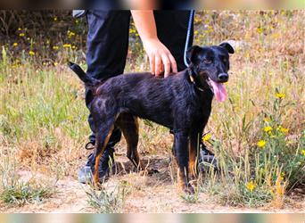 Cooper, Mix Terrier / Dackel / Pinscher , lieb und verträglich