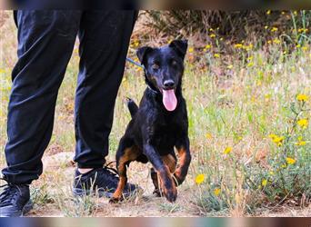 Cooper, Mix Terrier / Dackel / Pinscher , lieb und verträglich