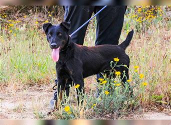 Cooper, Mix Terrier / Dackel / Pinscher , lieb und verträglich