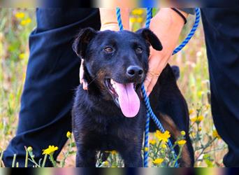 Cooper, Mix Terrier / Dackel / Pinscher , lieb und verträglich