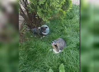 Hope - dreibeinige, verspielte und neugierige Hündin - die Katzen kennt / z.Zt. noch in Rumänien