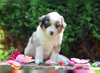 Mini American Shepherd (Showlinie)