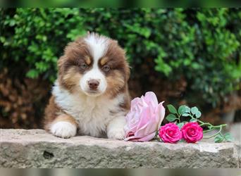 Mini American Shepherd (Showlinie)