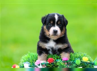 Mini American Shepherd (Showlinie)