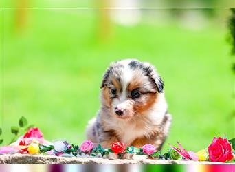 Mini American Shepherd (Showlinie)