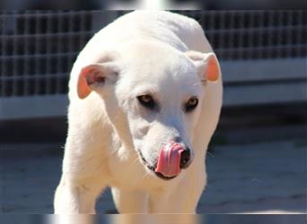 Cody - Ungewöhnliche Augen bei putzmunteren Junghunden