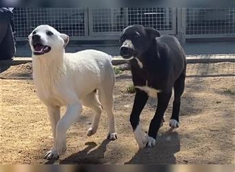 Cody - Ungewöhnliche Augen bei putzmunteren Junghunden