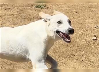 Cody - Ungewöhnliche Augen bei putzmunteren Junghunden