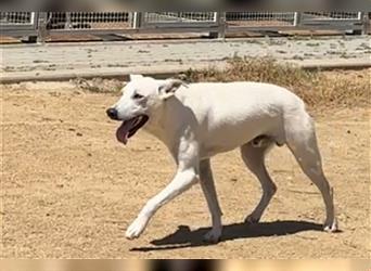 Cody - Ungewöhnliche Augen bei putzmunteren Junghunden