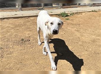 Cody - Ungewöhnliche Augen bei putzmunteren Junghunden