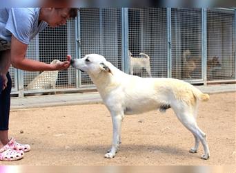 Cody - Ungewöhnliche Augen bei putzmunteren Junghunden