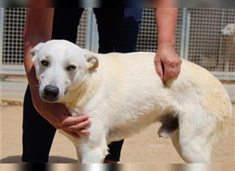 Cody - Ungewöhnliche Augen bei putzmunteren Junghunden