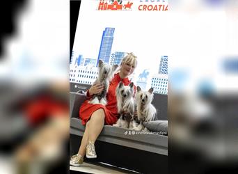 Chinese crested dog champion litter - FCI breeder