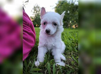 Chinese crested dog champion litter - FCI breeder