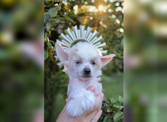 Chinese crested dog champion litter - FCI breeder