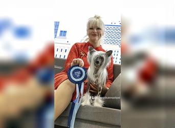 Chinese crested dog champion litter - FCI breeder